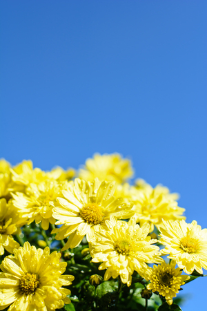 Yellow flowers with blue sky on the mountainの写真素材