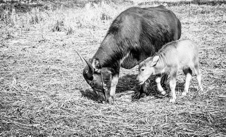 Eating time of a mom buffalo and baby on a farm with black and white colorの写真素材