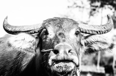 Close up a face of asia buffalo with black and white color ,focus on horn and eyeの写真素材