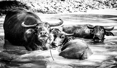 Time to relax of Thai buffalo after hard work with black and white colorの写真素材