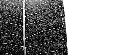 A backgrounds of leaf with black and white colorの写真素材