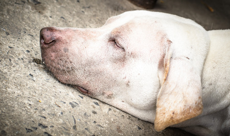 Closeup a head of so sleeping dogの写真素材