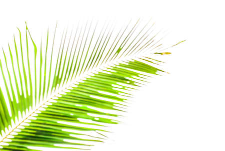 A pattern and background blurry of coconut leaf with green color and white backgroundの写真素材