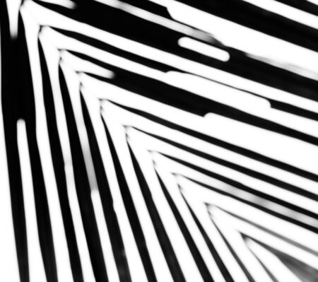 A pattern and background blurry of coconut leaf with black and white colorの写真素材