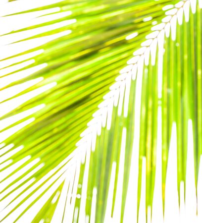 A pattern and background blurry of coconut leaf with green colorの写真素材