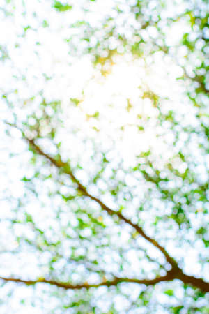 Green color blurry of bokeh background from leaf of a big tree on sunshine dayの写真素材