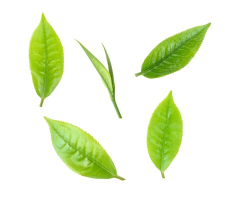 Young green tea leaves Isolated on a white background. Top viewの写真素材