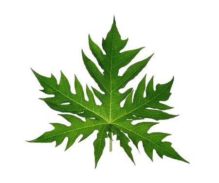 Papaya leaves isolated on a white backgroundの写真素材