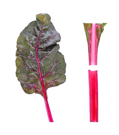 Swiss chard, leaves and stalks isolated on a white background. Top view.