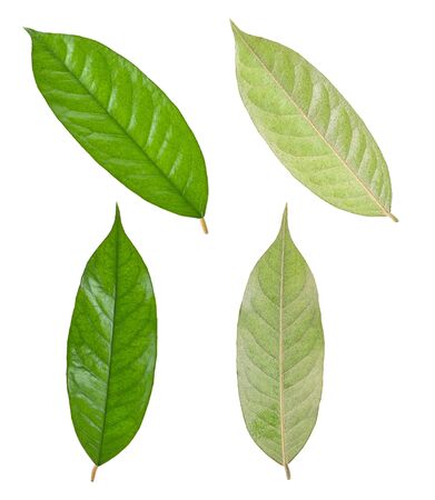 Front durian leaves and rear durian leaves Isolated on a white background.の写真素材