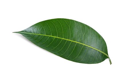 Leaves plum mango isolate on white background.の写真素材