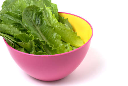 Green Cos, Hydroponics vegetable in bowl on white backgroundの写真素材