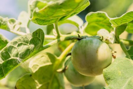 Brinjal on tree with sunlightの写真素材