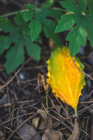 ripe bitter gourd in the plantの写真素材