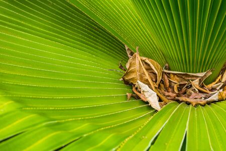 Green Palm leaf, dry leafの写真素材