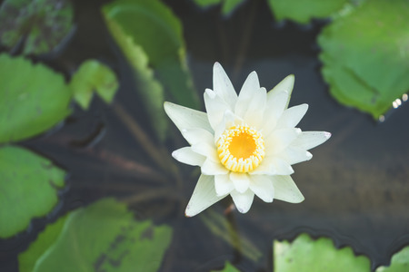 white lotus flower blooming in potsの写真素材