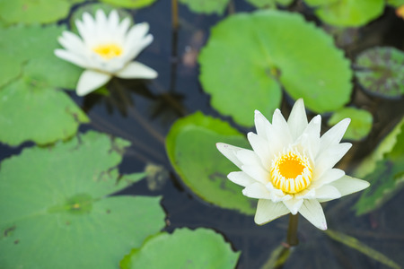 white lotus flower blooming in potsの写真素材