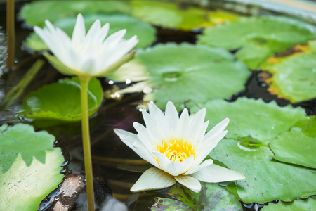 white lotus flower blooming in potsの写真素材