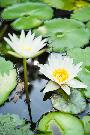 white lotus flower blooming in potsの写真素材