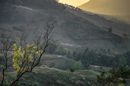 tree with Mountain background landscape. Nature conceptual image.