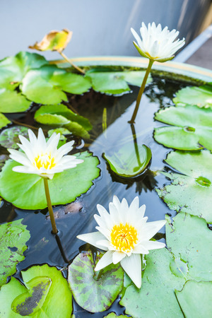 white lotus flower in potsの写真素材
