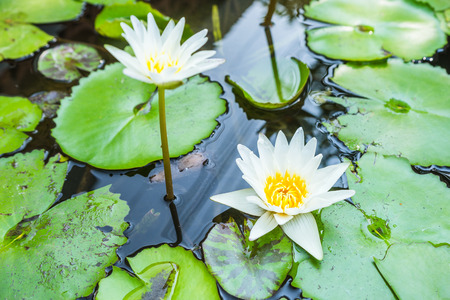 white lotus flower in potsの写真素材
