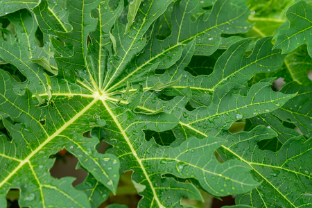 raindrop on papaya leafの写真素材