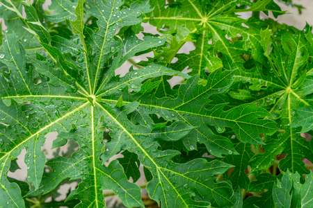 raindrop on papaya leafの写真素材