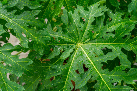 raindrop on papaya leafの写真素材