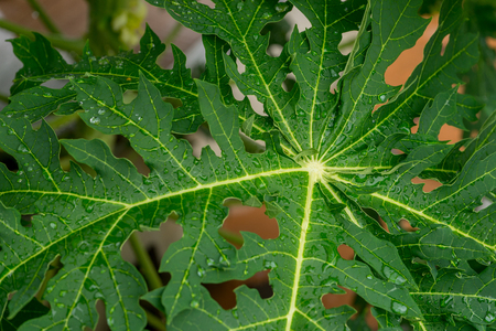 raindrop on papaya leafの写真素材