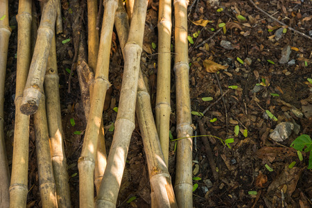 bamboo pile on moist ground under shade treesの写真素材