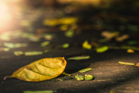 tree leaves falling on the table woodの写真素材