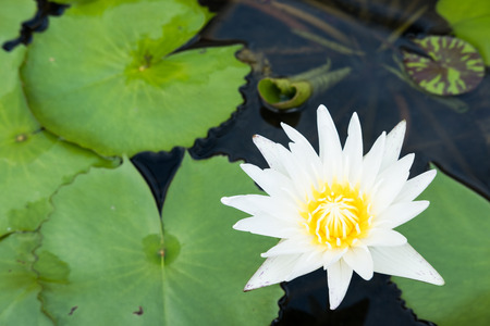 white lotus flower bloomed over the water and lotus leavesの写真素材