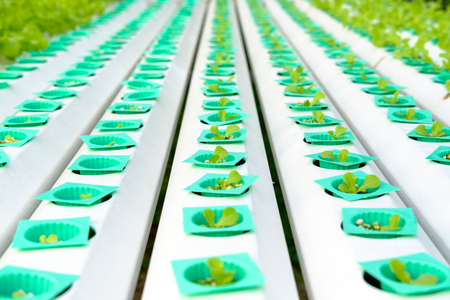 cultivation hydroponic of green vegetables in plant market, hydroponic farm of green oak lettuceの写真素材