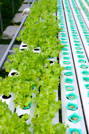 cultivation hydroponic of green vegetables in plant market, hydroponic farm of green oak lettuceの写真素材
