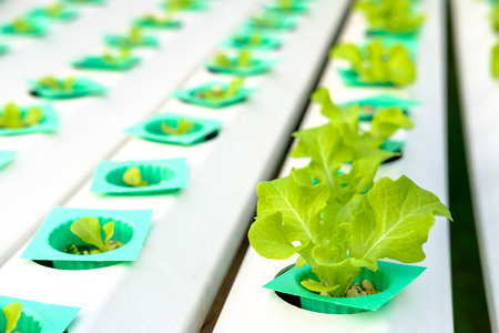 cultivation hydroponic of green vegetables in plant market, hydroponic farm of green oak lettuceの写真素材