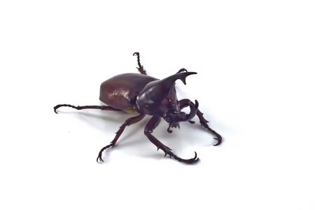 Augosoma centaurusの写真素材