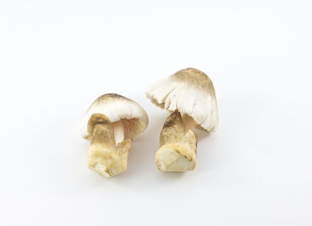 Straw mushroom isolated on white backgroundの写真素材