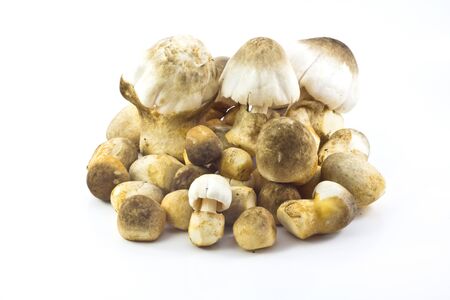 Straw mushroom isolated on white backgroundの写真素材