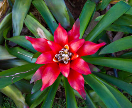 Bromeliad, Ananas Comosus, Pineappleの写真素材