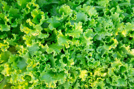 Fresh green Lettuce salad backgroundの写真素材