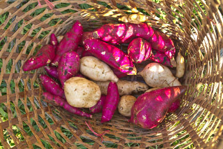 sweet potatoes in busketの写真素材