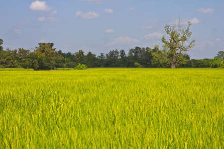 golden paddy rice fieldの写真素材
