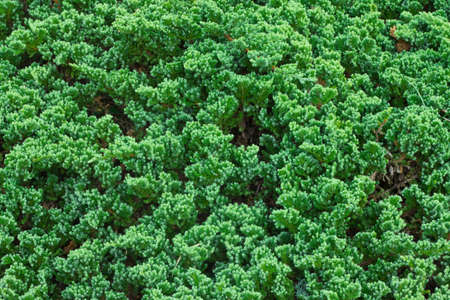 green prickly branches of a fur-tree or pineの写真素材