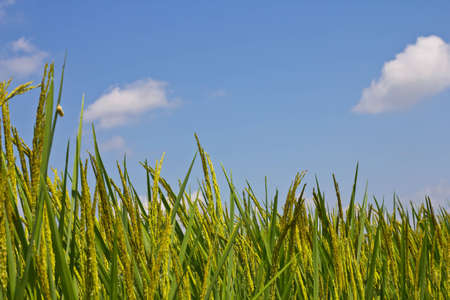 paddy rice field in blue skyの写真素材