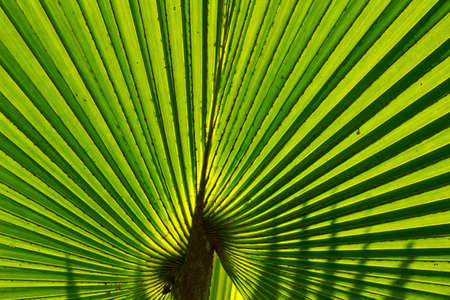 palm leaf backgroundの写真素材