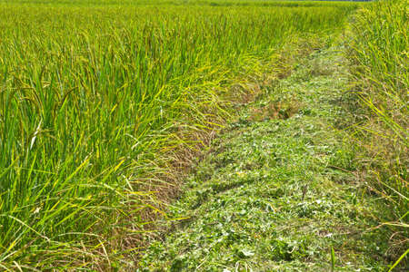 the way in greenの写真素材