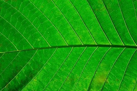 green leaf textureの写真素材