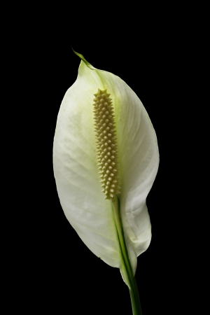 white anthurium on a black backgroundの写真素材