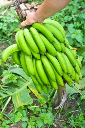 Person hands showing a banana harvestの写真素材